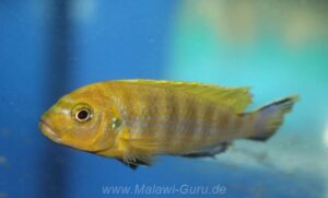 Metriaclima sp. 'lime nkhomo' Nkhomo Reef